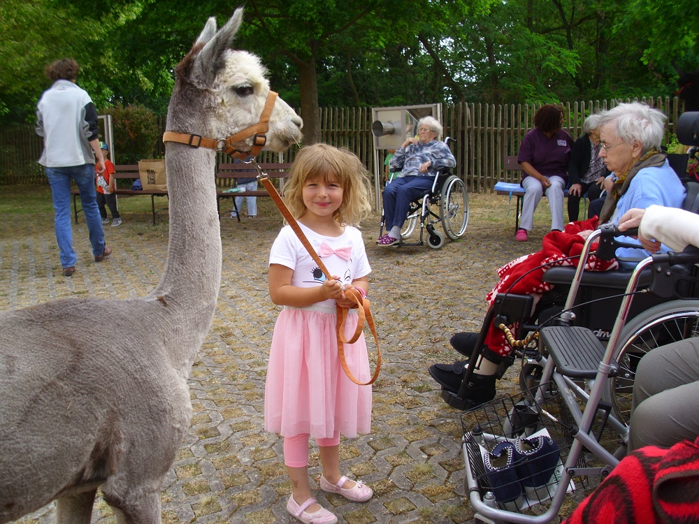 Lamas und Alpakas